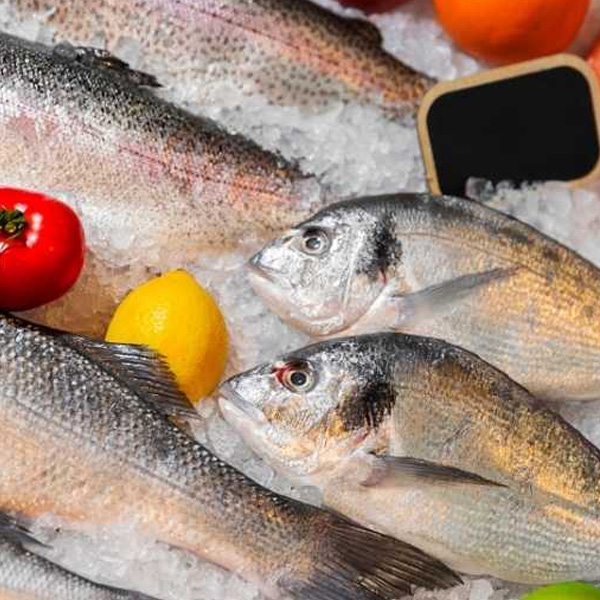 sea bream fish